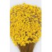 STAR FLOWERS Yellow 12" (BULK)-